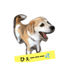 ビーグル犬マウちゃん2（個別スタンプ：6）