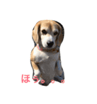 ビーグル犬マウちゃん2（個別スタンプ：7）