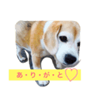 ビーグル犬マウちゃん2（個別スタンプ：8）
