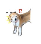 ビーグル犬マウちゃん2（個別スタンプ：9）