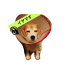 ビーグル犬マウちゃん2（個別スタンプ：10）