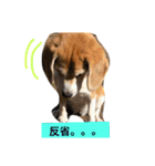 ビーグル犬マウちゃん2（個別スタンプ：11）