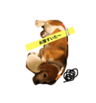 ビーグル犬マウちゃん2（個別スタンプ：13）