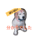 ビーグル犬マウちゃん2（個別スタンプ：14）