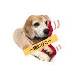 ビーグル犬マウちゃん2（個別スタンプ：15）