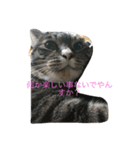 猫達でやんす（個別スタンプ：1）