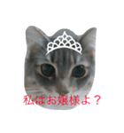 猫達でやんす（個別スタンプ：2）