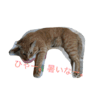 猫達でやんす（個別スタンプ：3）