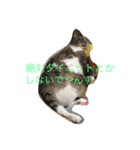 猫達でやんす（個別スタンプ：6）