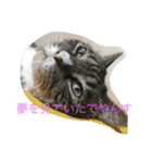 猫達でやんす（個別スタンプ：7）
