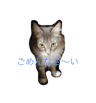 猫達でやんす（個別スタンプ：8）