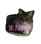 猫達でやんす（個別スタンプ：11）