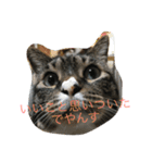 猫達でやんす（個別スタンプ：12）