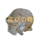 猫達でやんす（個別スタンプ：13）
