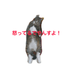 猫達でやんす（個別スタンプ：14）