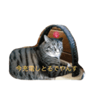 猫達でやんす（個別スタンプ：15）