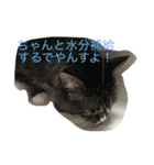 猫達でやんす（個別スタンプ：16）