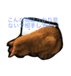 猫達でやんす（個別スタンプ：17）