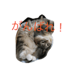 猫達でやんす（個別スタンプ：18）