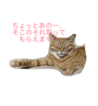 猫達でやんす（個別スタンプ：19）