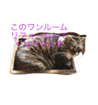猫達でやんす（個別スタンプ：20）