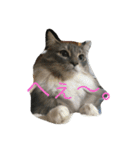猫達でやんす（個別スタンプ：21）