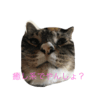 猫達でやんす（個別スタンプ：22）