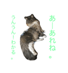 猫達でやんす（個別スタンプ：23）