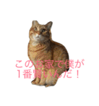 猫達でやんす（個別スタンプ：24）