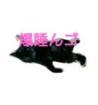 黒にゃん と うさぎさん（個別スタンプ：4）