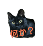 黒にゃん と うさぎさん（個別スタンプ：6）