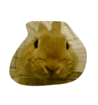 rabbit happy stamp（個別スタンプ：6）