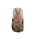 rabbit happy stamp（個別スタンプ：7）