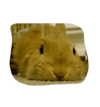 rabbit happy stamp（個別スタンプ：8）