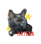 おはぎ猫はてな（個別スタンプ：2）