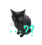 おはぎ猫はてな（個別スタンプ：7）