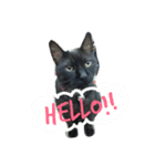 おはぎ猫はてな（個別スタンプ：9）