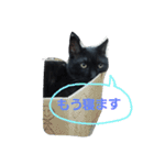 おはぎ猫はてな（個別スタンプ：11）