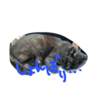 おはぎ猫はてな（個別スタンプ：12）