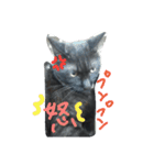 おはぎ猫はてな（個別スタンプ：13）