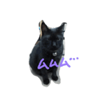 おはぎ猫はてな（個別スタンプ：15）