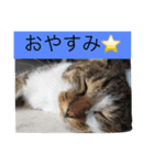 野良猫みーちゃん（個別スタンプ：1）