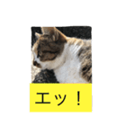野良猫みーちゃん（個別スタンプ：2）