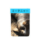 野良猫みーちゃん（個別スタンプ：3）