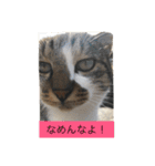 野良猫みーちゃん（個別スタンプ：4）