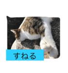 野良猫みーちゃん（個別スタンプ：5）