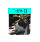 野良猫みーちゃん（個別スタンプ：6）