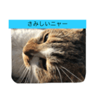 野良猫みーちゃん（個別スタンプ：7）