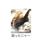 野良猫みーちゃん（個別スタンプ：8）