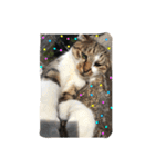 野良猫みーちゃん（個別スタンプ：9）